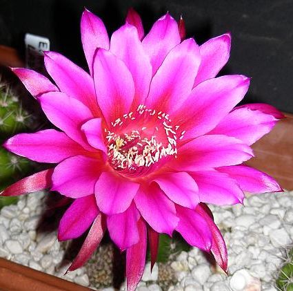 Echinopsis hybrid farbig color syn: Pseudolobivia hybrid farbig color seeds