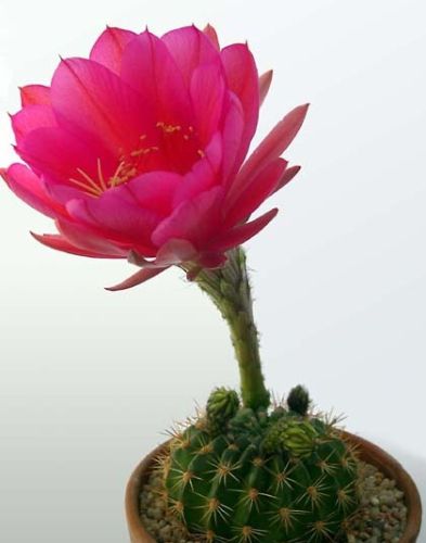 Echinopsis kermesina syn: Pseudolobivia kermesina seeds