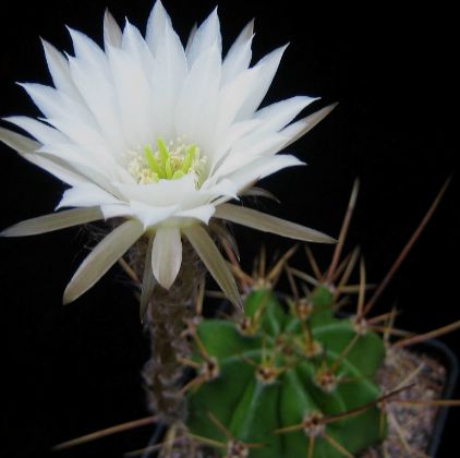 Echinopsis rhodotricha Easter Lily Cactus seeds