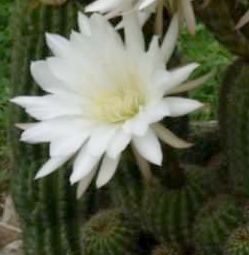 Echinopsis schickendantzii syn: Trichocereus schickendantzii seeds