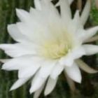 Echinopsis schickendantzii