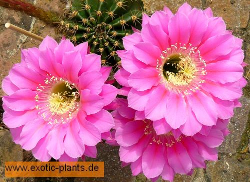 Echinopsis species (pink) syn: Trichocereus species pink seeds