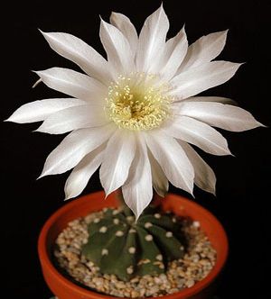 Echinopsis subdenudata Easter lily cactus seeds