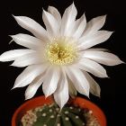 Echinopsis subdenudata