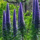 Echium candicans  semillas