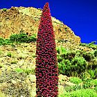 Echium wildpretii  semillas