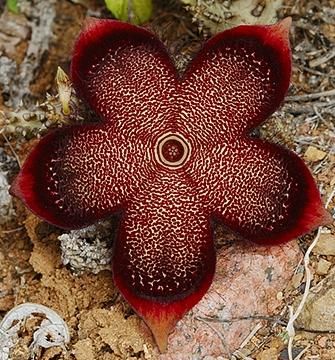 Edithcolea grandis Stapeliad - Ascleps seeds