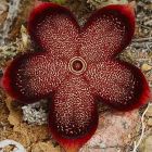 Edithcolea grandis  semillas