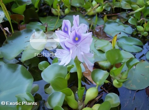Eichhornia crassipes water hyacinth seeds