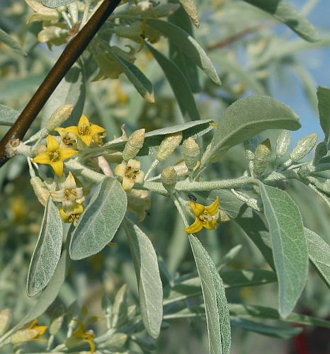 Elaeagnus angustifolia Silver Berry - Oleaster - Russian Olive seeds