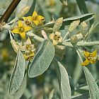 Elaeagnus angustifolia  semi