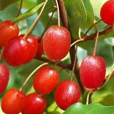Elaeagnus multiflora Cherry elaeagnus - Cherry silverberry - Goumi seeds