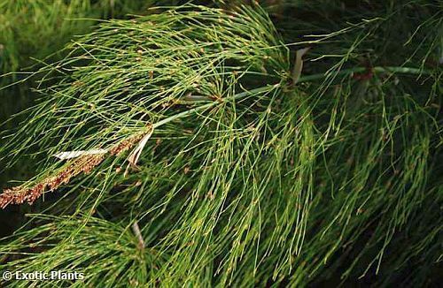 Elegia capensis cavalinha restio sementes