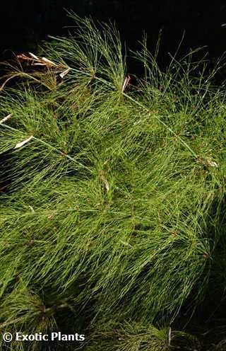 Elegia capensis horsetail restio seeds