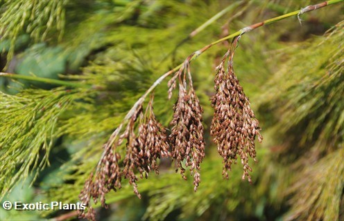 Elegia capensis cavalinha restio sementes