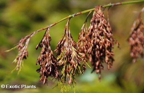 Elegia capensis cavalinha restio sementes