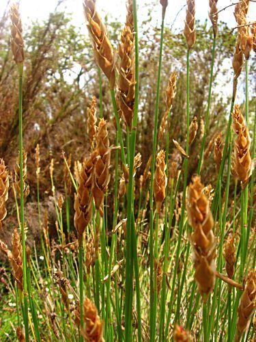 Elegia cuspidata restio seeds