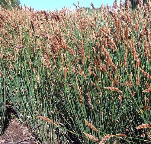 Sementes de Elegia fistulosa Hollow Reed