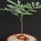 Elephantorrhiza burkei Caudex Samen