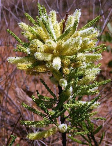 Elephantorrhiza suffruticosa Skew-leaved Elephant-root seeds