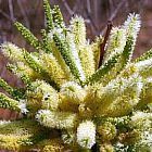 Elephantorrhiza suffruticosa Caudex Samen