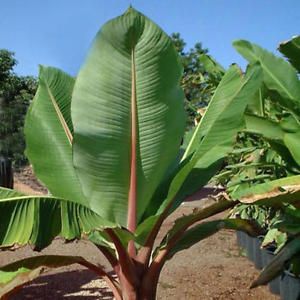 Ensete Glaucum Snow Banana Seeds,How Big Is A Queen Size Bed Compared To A Twin