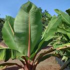 Ensete glaucum Schneebanane Samen