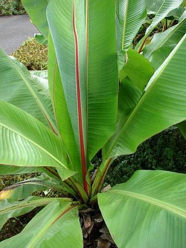 Ensete ventricosum Wild banana seeds