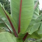 Ensete ventricosum  cемян