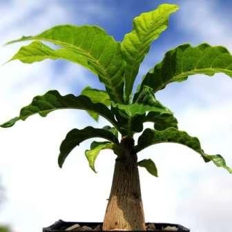 Entandrophragma caudatum Wooden Banana - Mountain Mahogany seeds