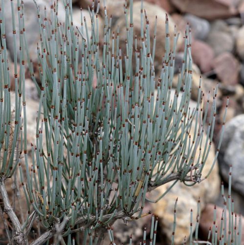 Ephedra intermedia Zhong Ma Huang seeds