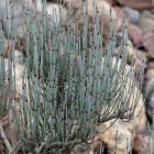 Ephedra intermedia  semillas