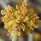 Ephedra nevadensis  semillas
