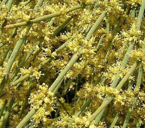 Ephedra sinica Ma-Huang seeds