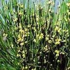 Ephedra sinica