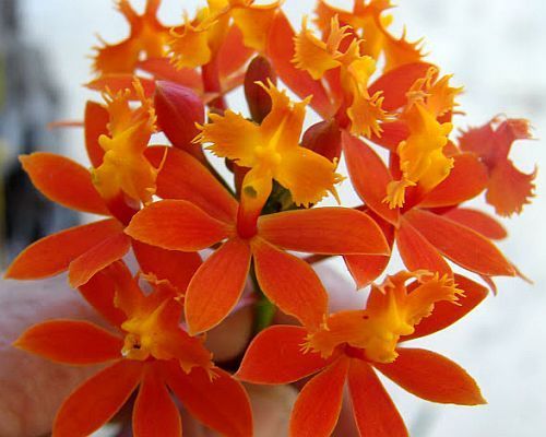 Epidendrum fulgens orchids seeds