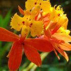 Epidendrum fulgens  cемян