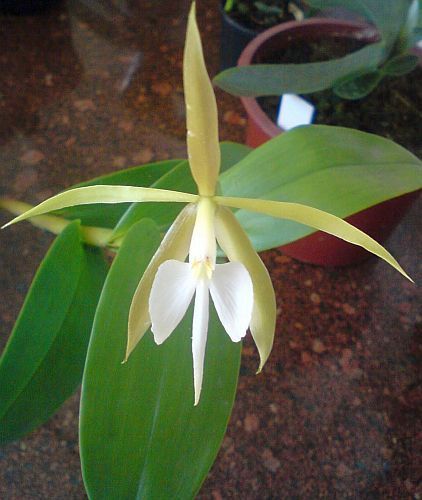 Epidendrum nocturnum orchids seeds