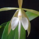 Epidendrum nocturnum Orchideen Samen