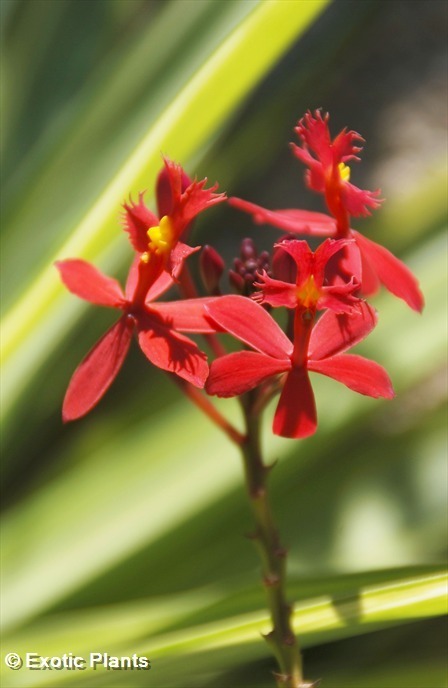 Epidendrum radicans ballerina - orquídea semillas