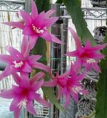 Epiphyllum Delicate Jewels Orchid Cactus Delicate Jewels seeds
