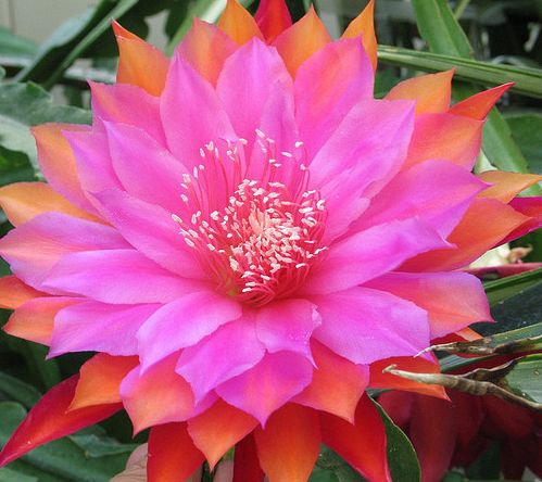 Epiphyllum Jolly Rogers Orchid Cactus Jolly Rogers seeds