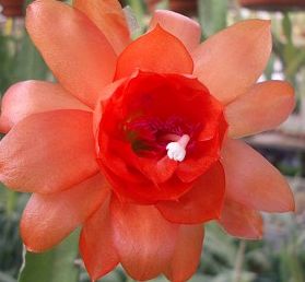 Epiphyllum Lilly Orchid Cactus Lilly seeds