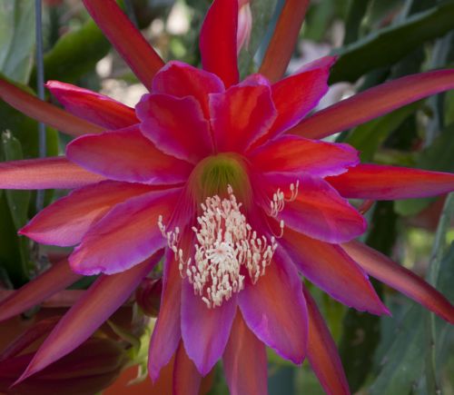 Epiphyllum Ocean Sunset Orchid Cactus Ocean Sunset seeds