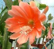 Epiphyllum Orange Watersrand Orchid Cactus Orange Watersrand seeds