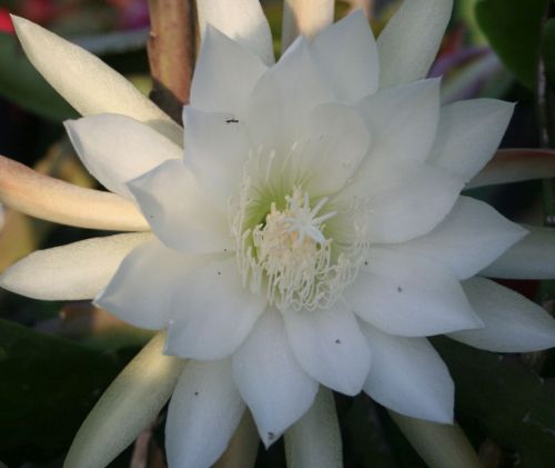 Epiphyllum Oriole Orchid Cactus Oriole seeds