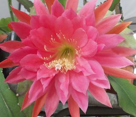 Epiphyllum XMas Bells Orchid Cactus XMas Bells seeds