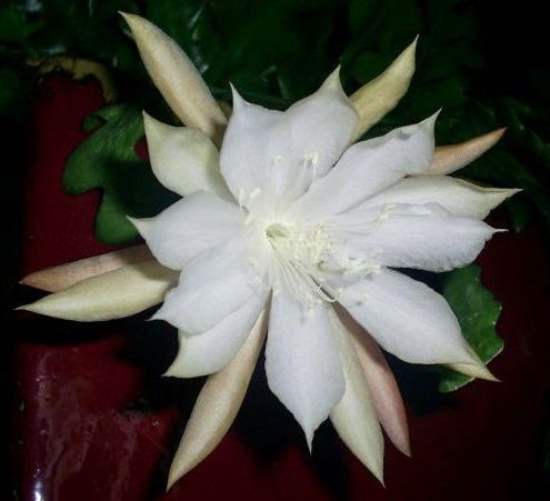 Epiphyllum anguliger Fishbone Cactus - Moon Cactus - Queen of the Night - Rick-Rack Orchid Cactus seeds