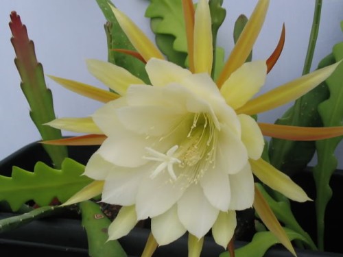 Epiphyllum crenatum forma Crenate Orchid Cactus seeds