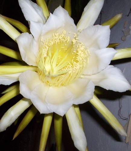 Epiphyllum guatemalensis curly locks orchid cactus seeds